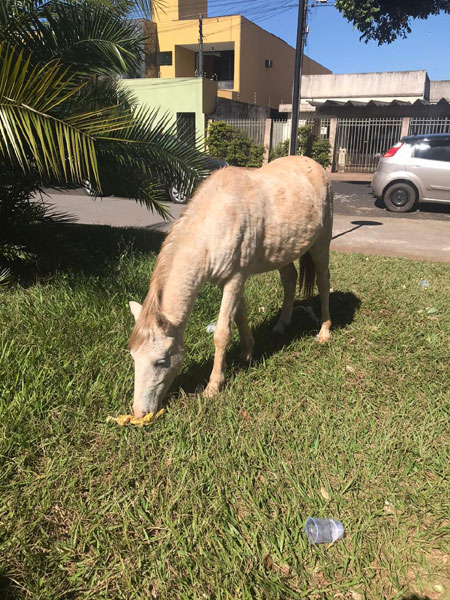 divulgação - Eles serão avaliados por um veterinário