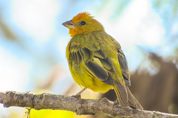 Divulgação - Foto do Canário da terra verdadeiro tirada no Parque Buracão, em Assis Divulgação - Foto do Canário da terra verdadeiro tirada no Parque Buracão, em Assis