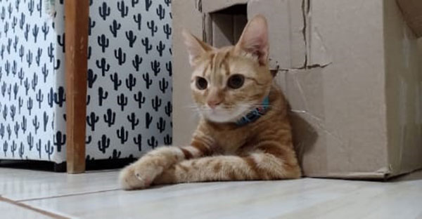 Divulgação - Gato atende pelo nome de Simba Divulgação - Gato atende pelo nome de Simba