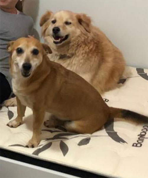 Divulgação - Cachorros atendem pelo nome de Bob e Lorenço Divulgação - Cachorros atendem pelo nome de Bob e Lorenço