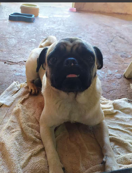divulgação - Sofia é da raça pug divulgação - Sofia é da raça pug