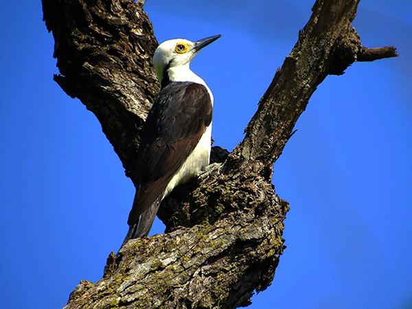 Divulgação - Pica Pau branco fotografado no Ecoparque Divulgação - Pica Pau branco fotografado no Ecoparque