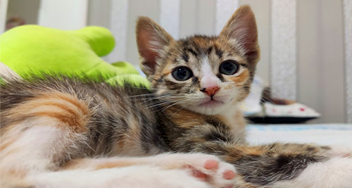 Divulgação - A gata de 4 meses de vida, tem uma mancha preta no lado direito do nariz Divulgação - A gata de 4 meses de vida, tem uma mancha preta no lado direito do nariz