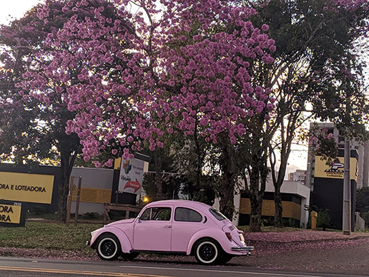 Divulgação - Avenida Rui Barbosa - Assis Divulgação - Avenida Rui Barbosa - Assis