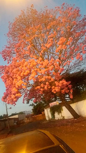 Divulgação - Jardim Alvorada - Assis Divulgação - Jardim Alvorada - Assis