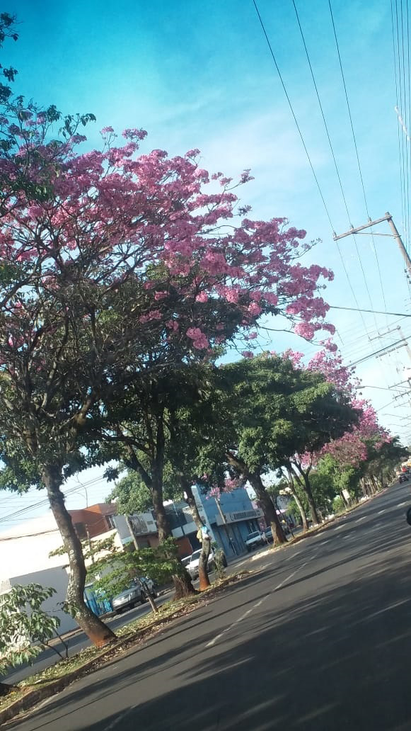 Divulgação - Avenida Paschoal Santilli - Assis Divulgação - Avenida Paschoal Santilli - Assis