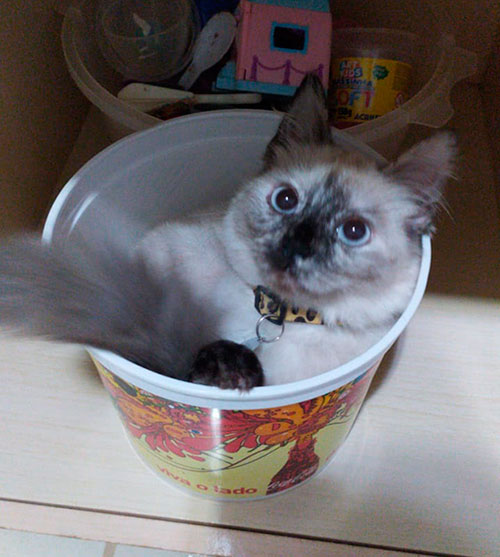 Divulgação - A gata atende pelo nome de Jade Divulgação - A gata atende pelo nome de Jade
