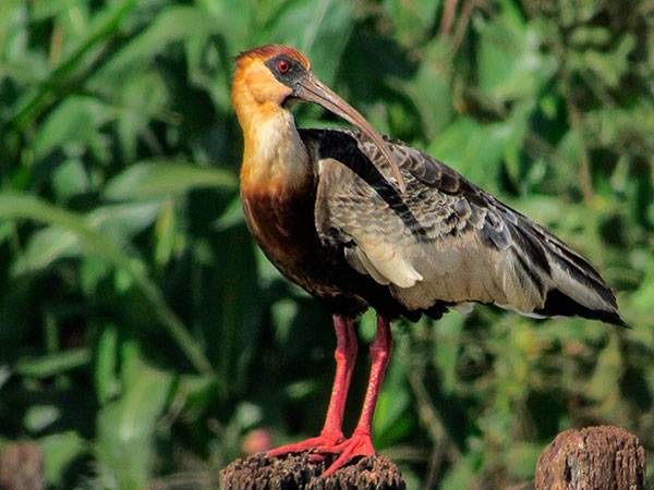 Juliana Romagnoli - Curicaca fotografado na Água do Pavão em Assis