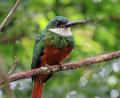 Divulgação - Ariramba de cauda ruiva fotografada pela bióloga Juliana Romagnoli na Água do Matão em Assis Divulgação - Ariramba de cauda ruiva fotografada pela bióloga Juliana Romagnoli na Água do Matão em Assis