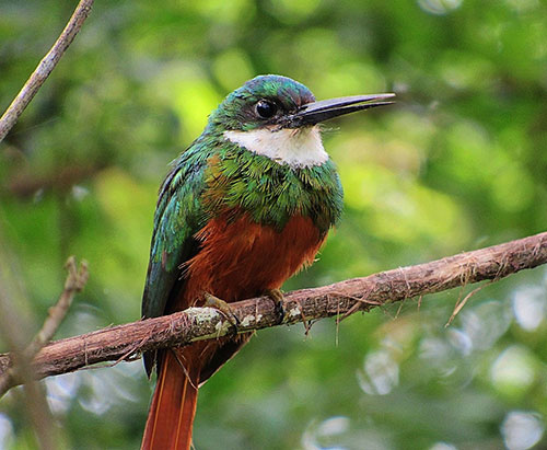 Divulgação - Ariramba de cauda ruiva fotografada pela bióloga Juliana Romagnoli na Água do Matão em Assis