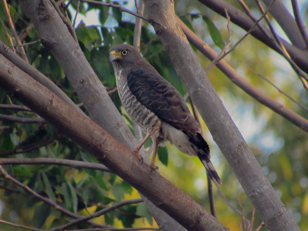 Juliana Romagnoli - Gavião Carijó fotografado pela bióloga Juliana Romagnoli no Ecoparque em Assis