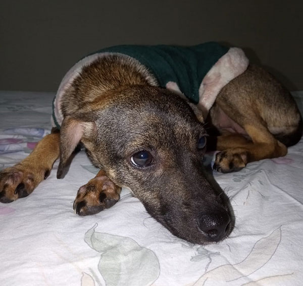 divulgação - Glorinha é medrosa mas muito amável divulgação - Glorinha é medrosa mas muito amável