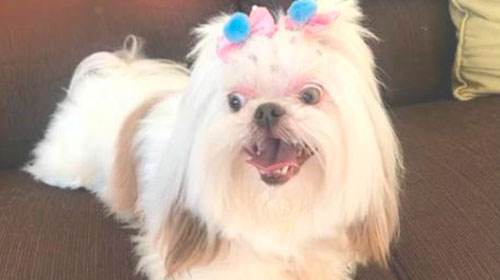 Cachorrinha atende por nome de Mel Cachorrinha atende por nome de Mel