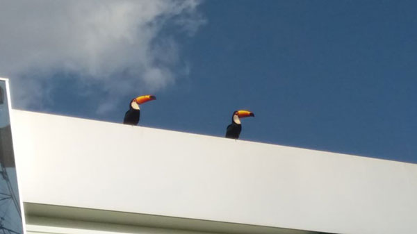divulgação - Os tucanos são vistos diariamente na praça e sobre o telhado da prefeitura