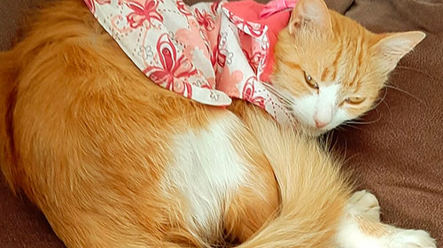 Divulgação - A gata atende por nome de Chica Divulgação - A gata atende por nome de Chica