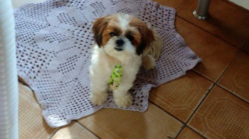 Divulgação - O animal atendia por nome de Tyson Divulgação - O animal atendia por nome de Tyson