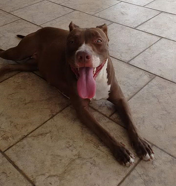 divulgação - Pitbull Kiara divulgação - Pitbull Kiara