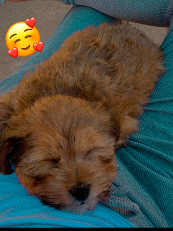 Divulgação - O animal atende por nome de Zoe Divulgação - O animal atende por nome de Zoe
