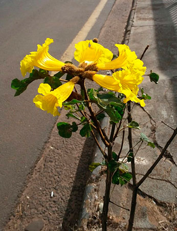 Ipê amarelo deixa ruas e avenidas de Assis deslumbrantes