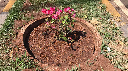 divulgação - O paisagismo está sendo feito com mudas de primaveras divulgação - O paisagismo está sendo feito com mudas de primaveras
