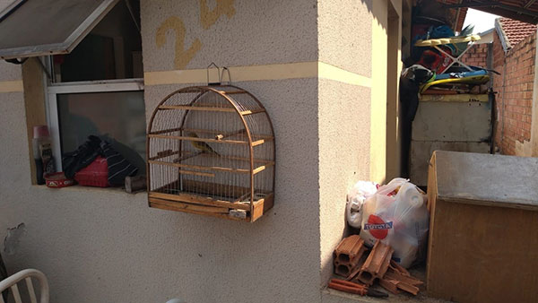 divulgação PM Ambiental - Outro Canário da Terra Verdadeiro foi encontrado na casa do homem divulgação PM Ambiental - Outro Canário da Terra Verdadeiro foi encontrado na casa do homem