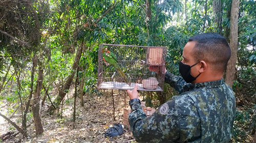 Divulgação - Mulher é multada em mais de R$ 3 mil suspeita de manter maritaca em situação de maus tratos em Marília — Foto: Polícia Ambiental/Divulgação Divulgação - Mulher é multada em mais de R$ 3 mil suspeita de manter maritaca em situação de maus tratos em Marília — Foto: Polícia Ambiental/Divulgação