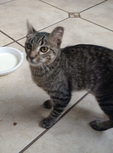 divulgação - Os gatinhos tem aproximadamente quatro meses divulgação - Os gatinhos tem aproximadamente quatro meses