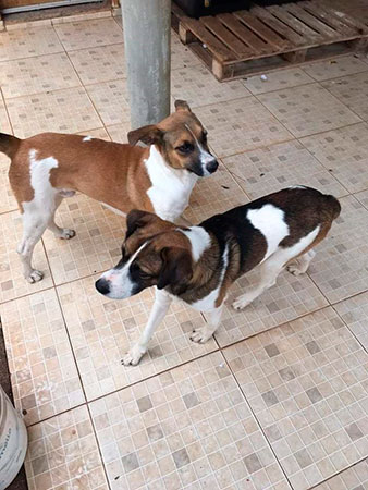 Divulgação - Os animais atendem por nome de Chico e Zé