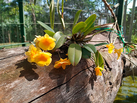 Divulgação - Orquídea Amarela