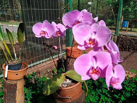 Divulgação - Orquídea Rosa