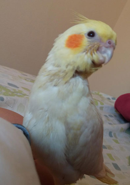 divulgação - Calopsita Pito divulgação - Calopsita Pito
