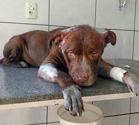 Divulgação - Vizinho informou que o cachorro dele ficou ferido durante a briga em Assis — Foto: Arquivo pessoal
