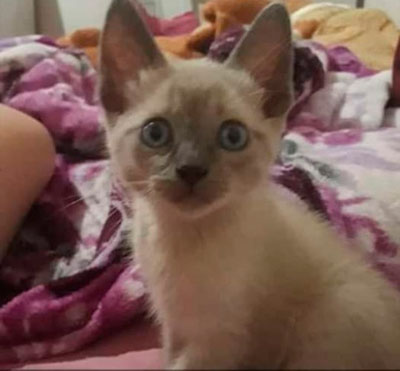 Divulgação - Gatinho atende por nome de Bart Divulgação - Gatinho atende por nome de Bart