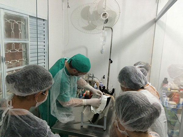 Turma do CENAIC em Aula Prática, cirurgia de castração Turma do CENAIC em Aula Prática, cirurgia de castração