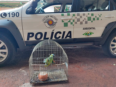 Divulgação Divulgação