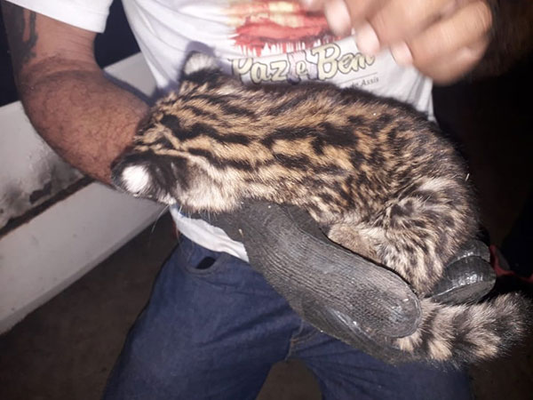 divulgação PM Ambiental - Polícia resgata filhote de jaguatirica em propriedade rural de Gália divulgação PM Ambiental - Polícia resgata filhote de jaguatirica em propriedade rural de Gália
