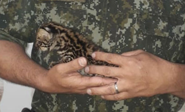 divulgação PM Ambiental - Jaguatirica entrou em propriedade rural ao fugir de queimada em Gália divulgação PM Ambiental - Jaguatirica entrou em propriedade rural ao fugir de queimada em Gália
