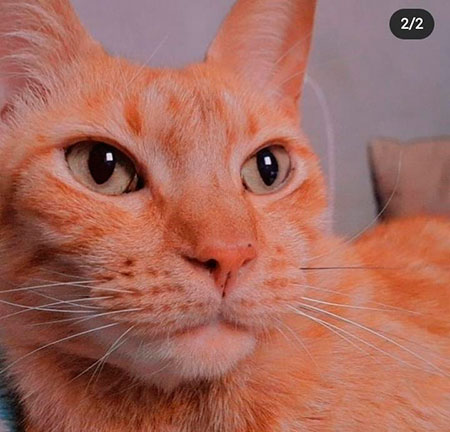 Divulgação - O animal atende por nome de Thor Divulgação - O animal atende por nome de Thor