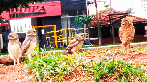 Divulgação - Filhotes de coruja no Parque Buracão Divulgação - Filhotes de coruja no Parque Buracão