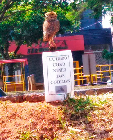 Divulgação - Coruja cuidando de seu ninho Divulgação - Coruja cuidando de seu ninho