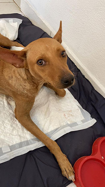 divulgação - Cachorrinha recebeu o nome de Atena divulgação - Cachorrinha recebeu o nome de Atena
