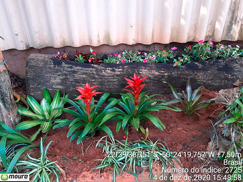 Divulgação - Jardinagem Divulgação - Jardinagem
