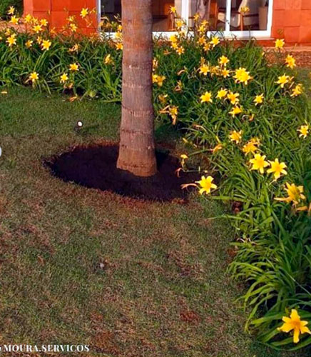 Divulgação - Paisagismo Divulgação - Paisagismo