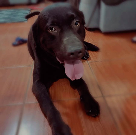 Divulgação - Cachorro atende por nome de Thor Divulgação - Cachorro atende por nome de Thor