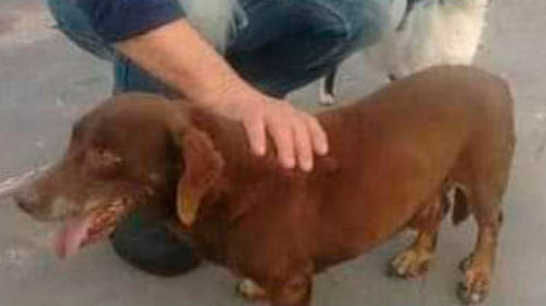 Divulgação - O cachorro atende por nome de Maradona Divulgação - O cachorro atende por nome de Maradona