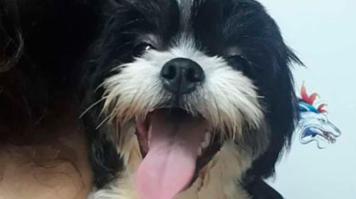 Divulgação - Cachorrinha atende por nome de Neném Divulgação - Cachorrinha atende por nome de Neném