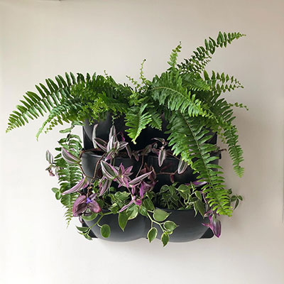 Divulgação - Jardim vertical Ecotelhado para pequenos espaços Divulgação - Jardim vertical Ecotelhado para pequenos espaços