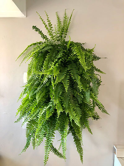 Divulgação - Parede verde pequena Ecotelhado com samambaias Divulgação - Parede verde pequena Ecotelhado com samambaias