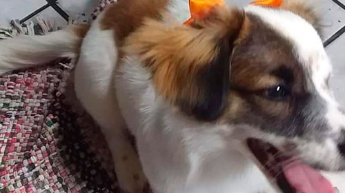 Divulgação - Cachorrinha atende por nome de Lesse Divulgação - Cachorrinha atende por nome de Lesse