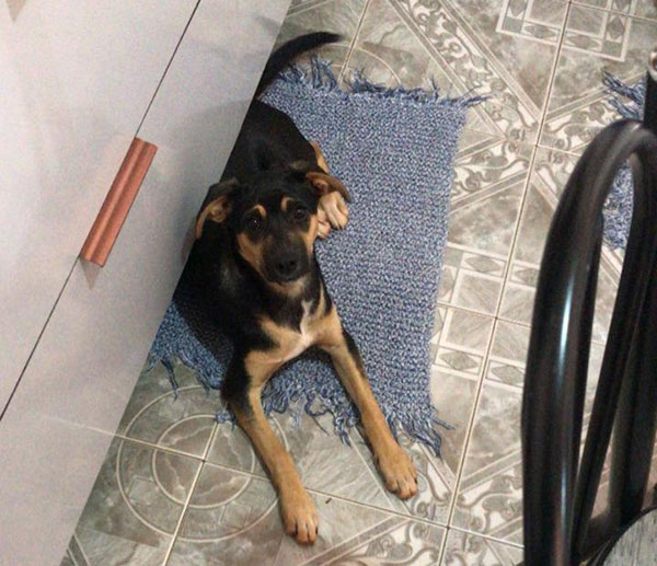 divulgação - Cachorra Pretinha divulgação - Cachorra Pretinha